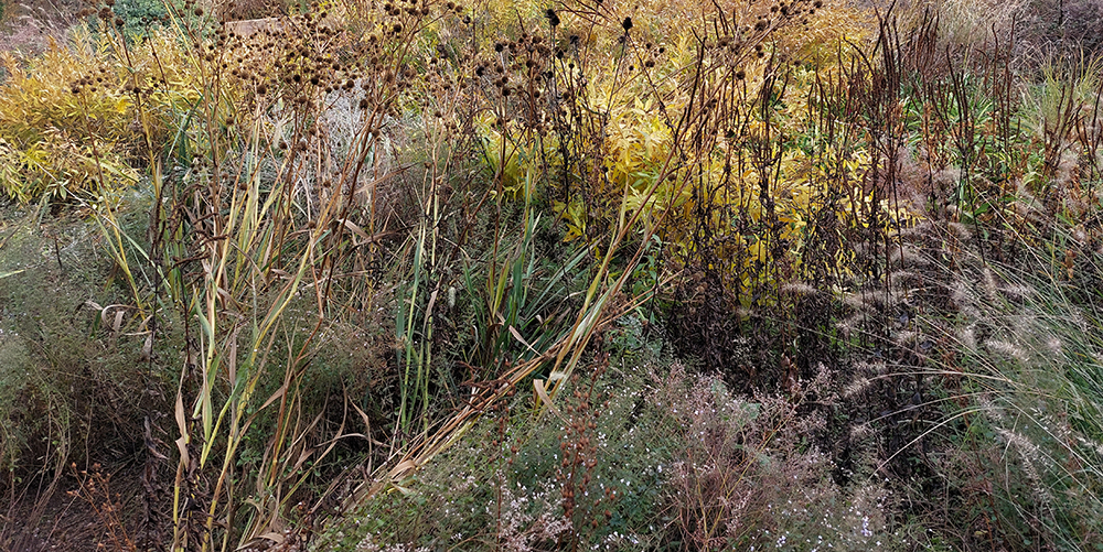 Autumn plants, Lurie Garden, GGN/Piet Oudolf/Robert Israel, Chicago