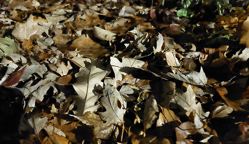 Fallen leaves