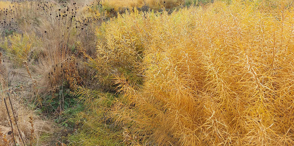 Autumn plants, Lurie Garden, GGN/Piet Oudolf/Robert Israel, Chicago