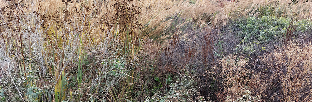 Autumn plants, Lurie Garden, GGN/Piet Oudolf/Robert Israel, Chicago
